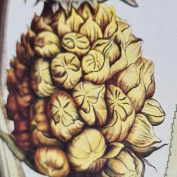 Pineapple4.jpg