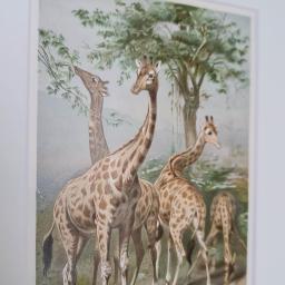 Giraffe4.jpg