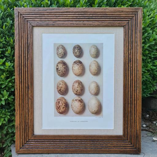 Antique Egg Print in Reclaimed Solid Wood, Reeded Frame