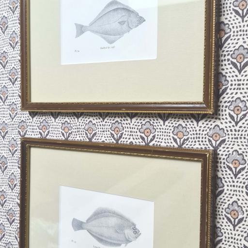 Pair of antique fish prints in vintage frames