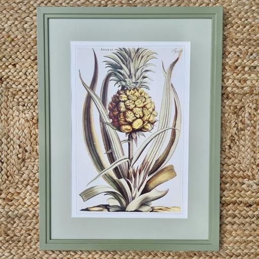 Vintage Print of Pineapple