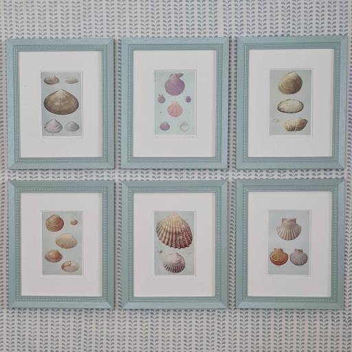 Set of 6 Antique Shell Prints in Handpainted Frames