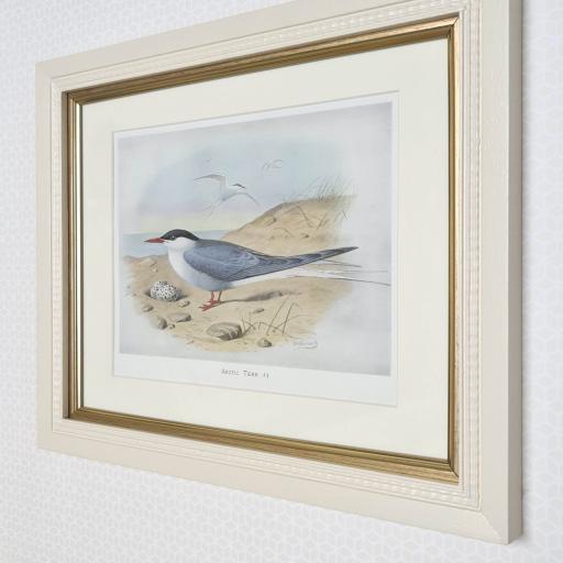 Arctic Tern Antique Print in Painted Frame