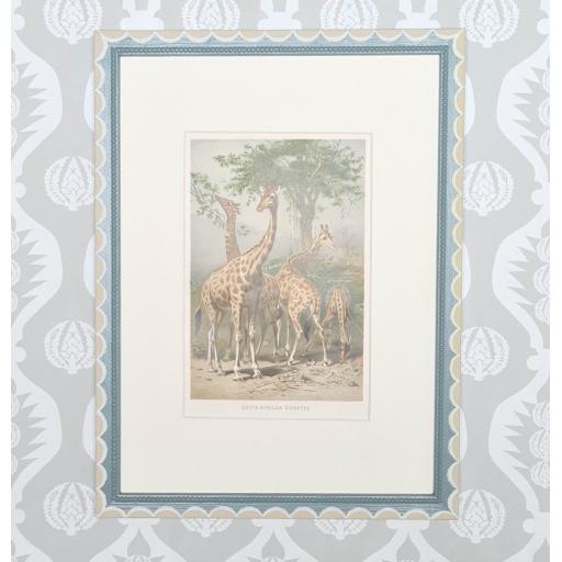 Natural History Giraffe Antique Print in Handpainted Frame