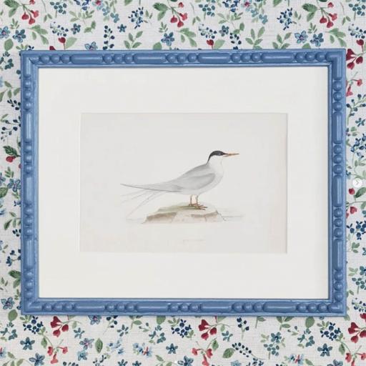 Arctic Tern antique print in Bead & Bobbin frame blue