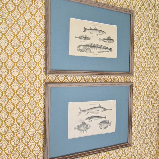Pair of Antique Fish Prints in Limed Wood Frames