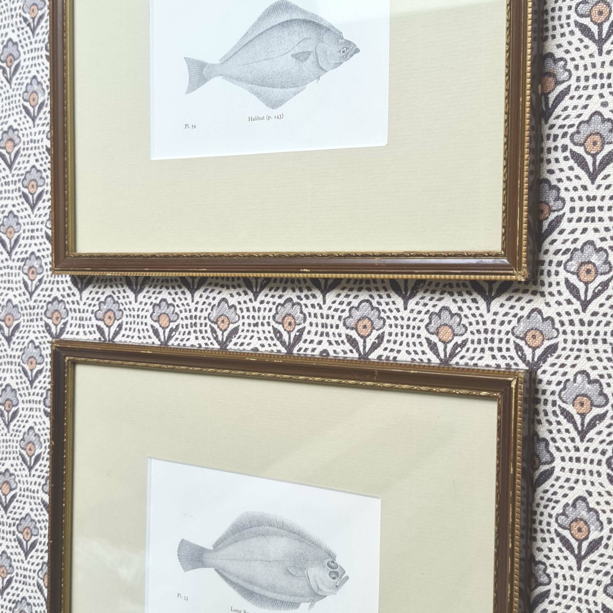 Pair of Antique Fish Prints | Hand Painted Frames