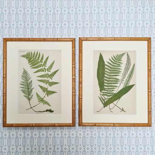 Pair of Antique Fern Prints in Bamboo Frames