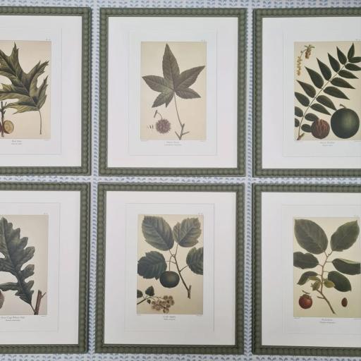 Set of Six Native Tree Prints in Bobbin Frames
