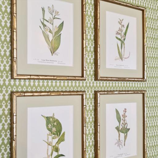 Orchids Prints in Gold Bamboo Frames