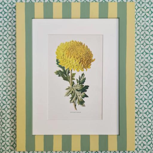 Chrysanthemum in Striped Frame
