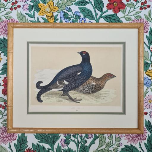 Black Grouse Antique Print in Bamboo Frame