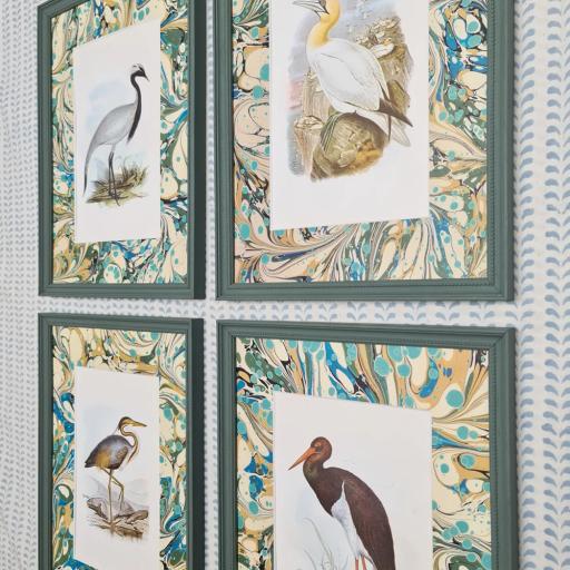 Set of 4 John Gould Bird Prints
