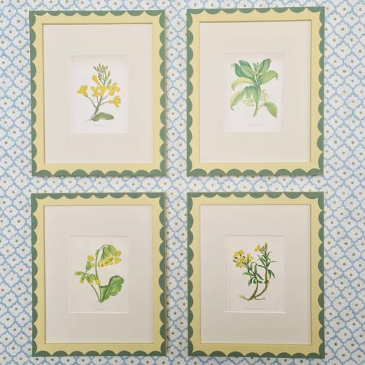 Set of 4 Cowslip Prints in Scallop Frames