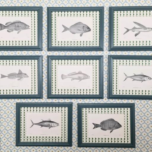 Set of 8 Fish Prints in Inchyra Blue Frames