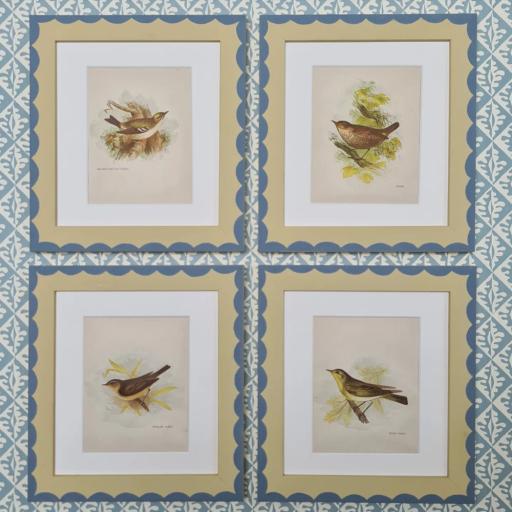 Set of Four Wren Prints in Scallop Frames
