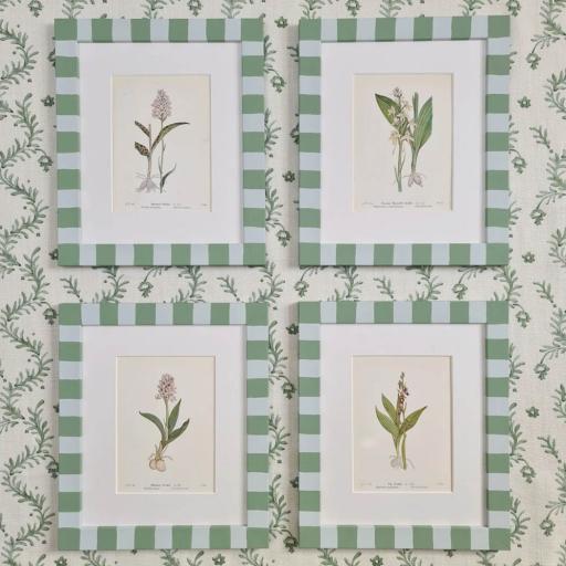 Set of 4 Orchid Prints in Striped Frames