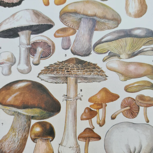Mushrooms4.jpg