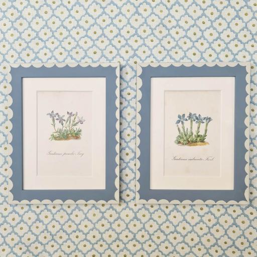 Pair of Vintage, Gentian Prints in Scalloped Frames