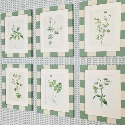 Set of 6 Vintage Botanical Prints in Striped Frames