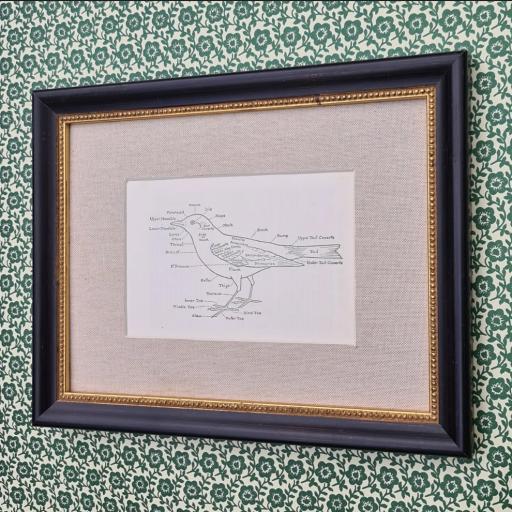 Bird's Anatomy in Linen Mount and Black Gold Frame