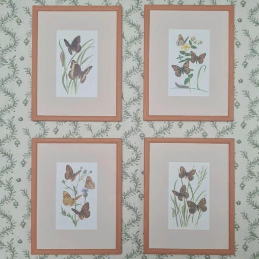 Set of 4 Butterfly Prints in Handpainted Mounts
