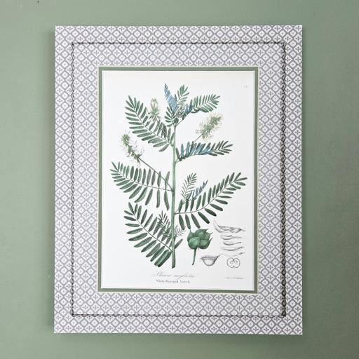 Antique Lithograph of Vetch in Decorative Mount and Frame