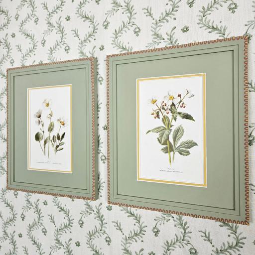Pair of Ranunculus Botanical Prints in Handpainted Frames