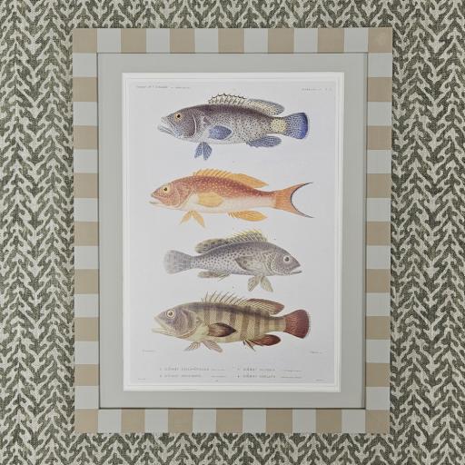 Vintage Fish Print in Striped Frame