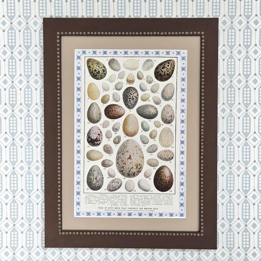 Vintage Bird's Eggs Print in Handpainted Frame
