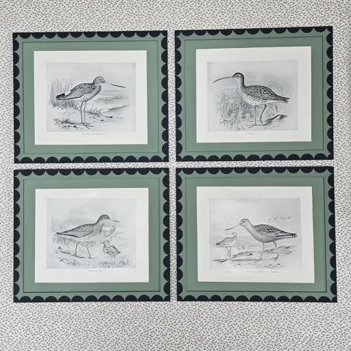 Set of 4 Vintage Bird Prints in Scallop Handpainted Frames