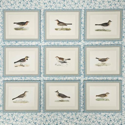 Set of 9 Antique Hand Coloured Bird Prints in Handpainted Scallop Frames