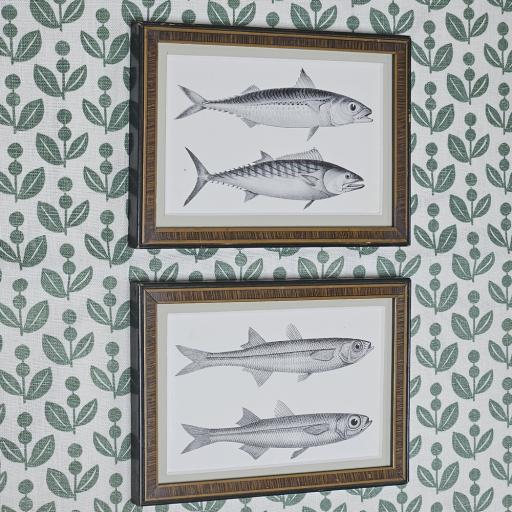 Vintage Fish Prints in Reclaimed Frames