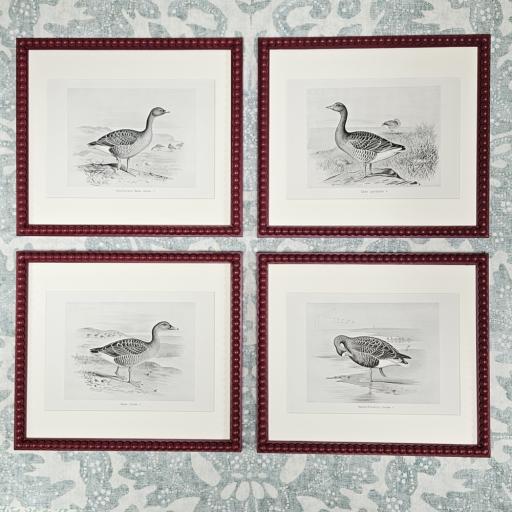 Set of 4 Antique Geese Prints in Cherry Red Frames