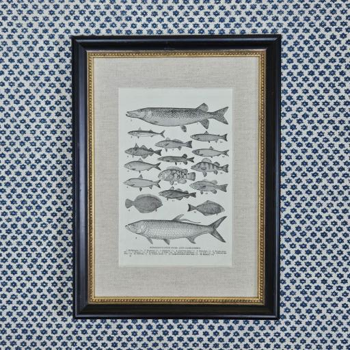 Vintage Fish Book Plate in Linen Mount and Black Frame